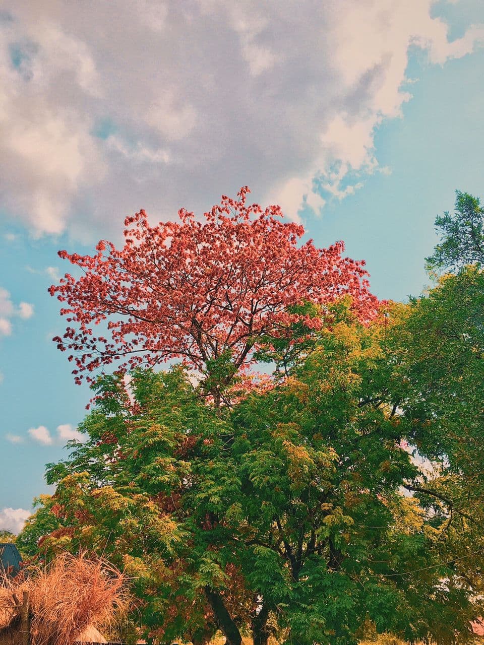 tree